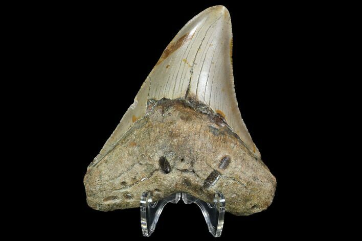 Fossil Megalodon Tooth - North Carolina #98990
